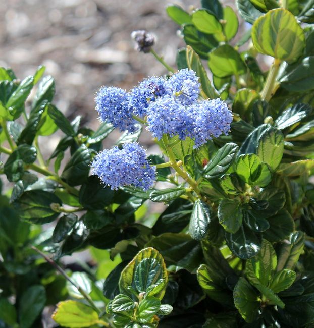 Ceanothus 'Blue Mound' (Prusznik 'Blue Mound')