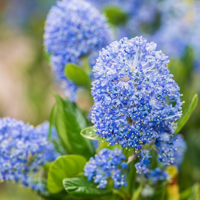 Ceanothus 'Blue Mound' (Prusznik 'Blue Mound')