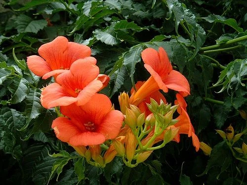 Campsis ×tagliabuana 'Indian Summer' ( Milin pośredni 'Indian Summer')