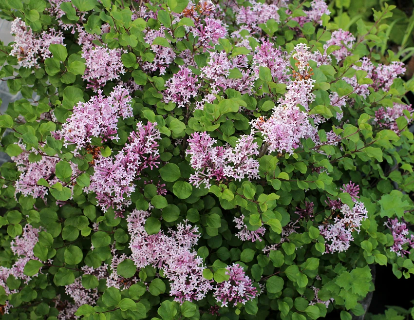 Syringa meyeri 'Palibin' ( Lilak Meyera 'Palibin')