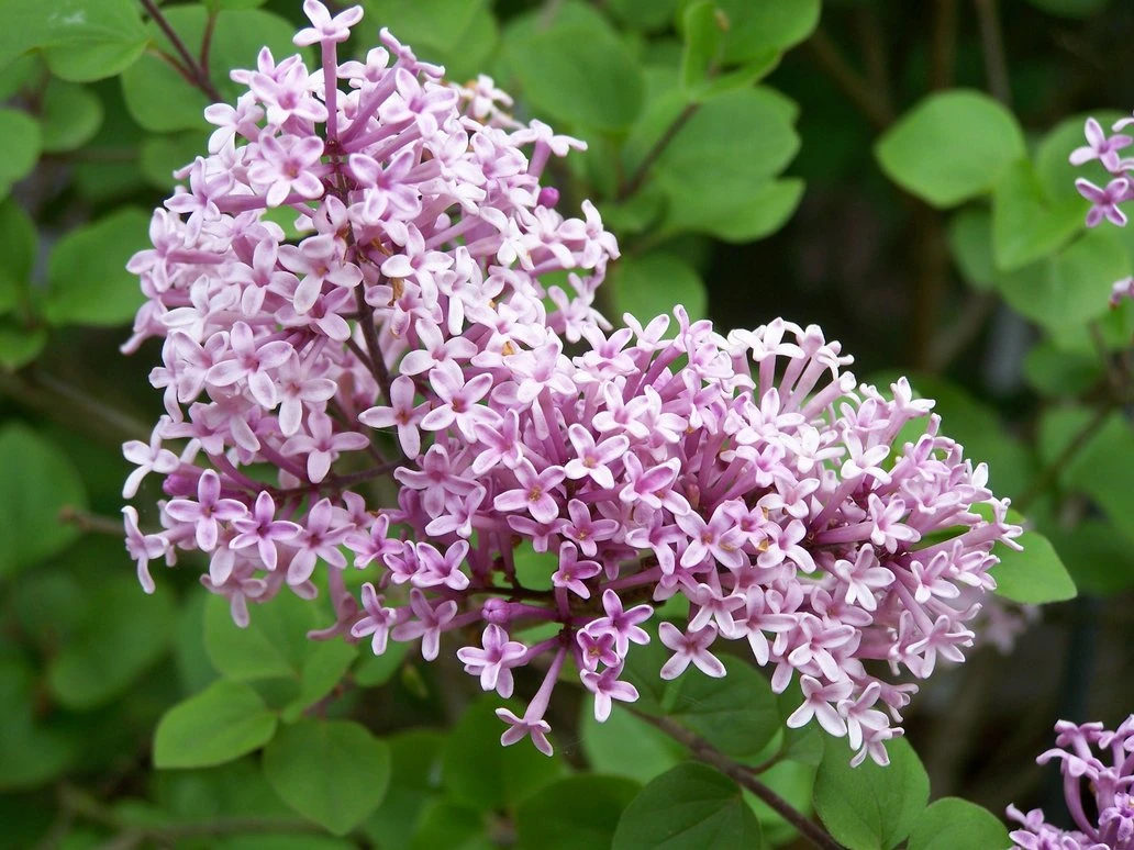 Syringa meyeri 'Palibin' ( Lilak Meyera 'Palibin')