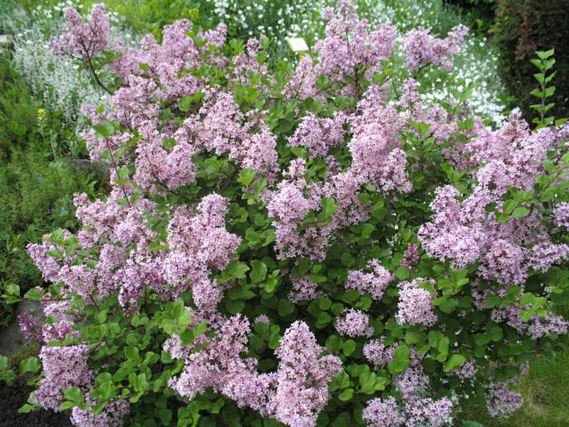 Syringa meyeri 'Palibin' ( Lilak Meyera 'Palibin')