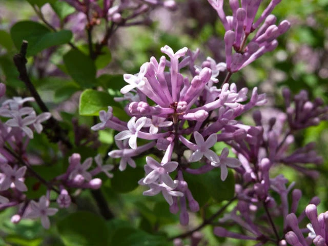 Syringa meyeri 'Palibin' ( Lilak Meyera 'Palibin')