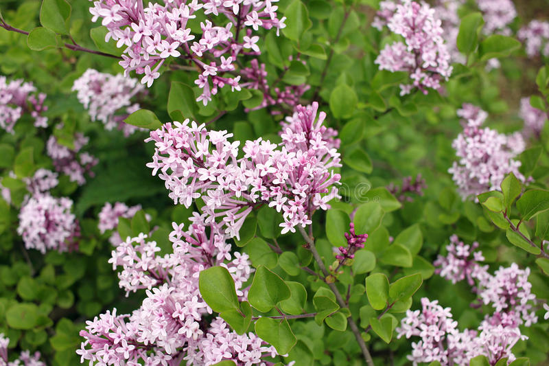 Syringa meyeri 'Palibin' ( Lilak Meyera 'Palibin')