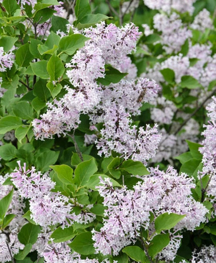 Syringa patula 'Miss Kim' ( Lilak rozpierzchły 'Miss Kim')