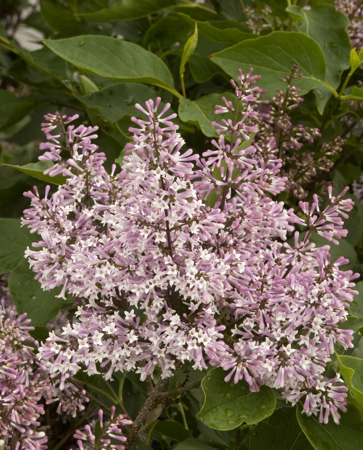 Syringa patula 'Miss Kim' ( Lilak rozpierzchły 'Miss Kim')