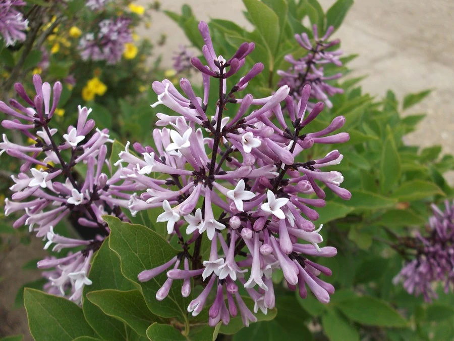 Syringa patula 'Miss Kim' ( Lilak rozpierzchły 'Miss Kim')