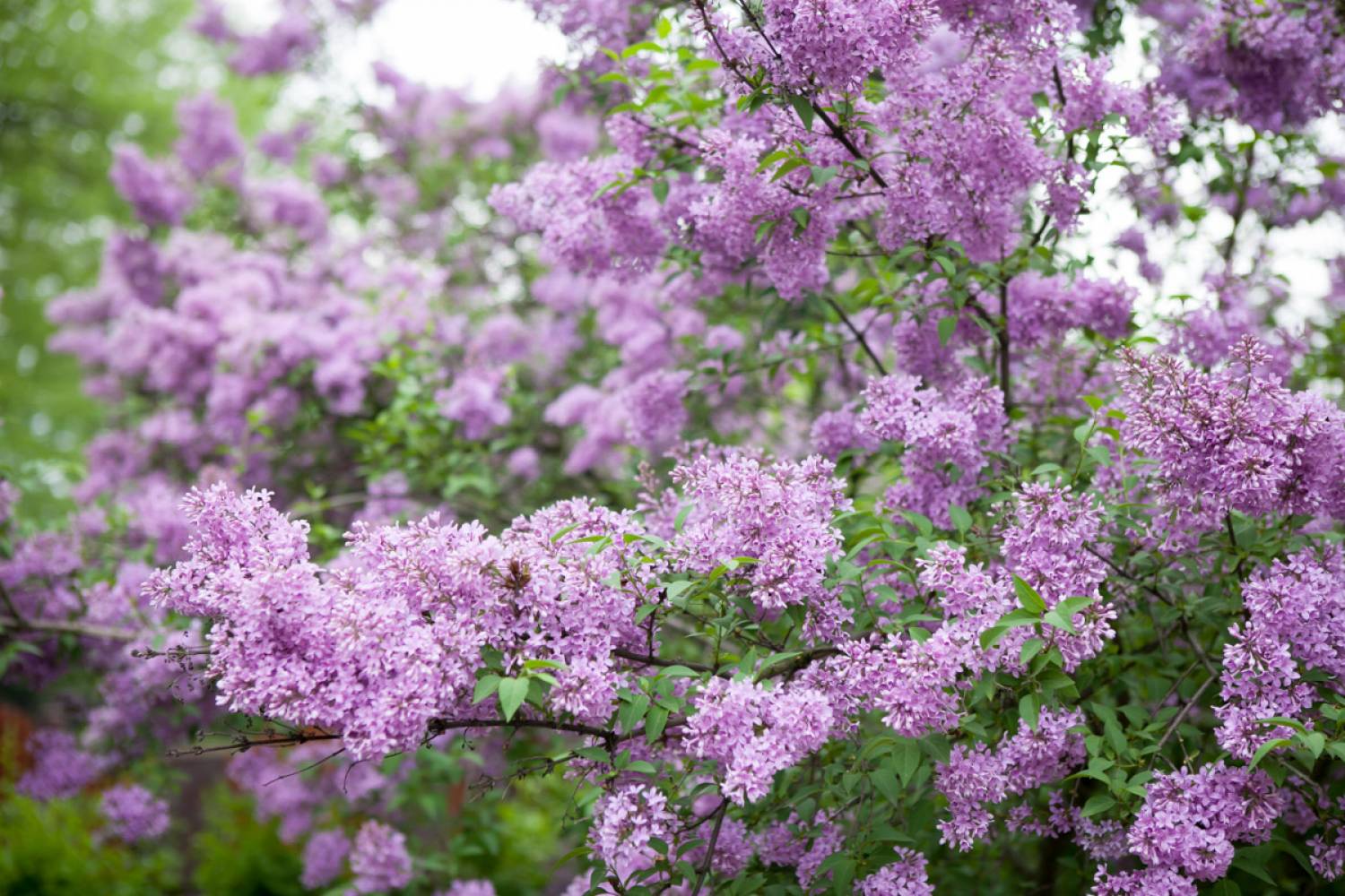 Syringa patula 'Miss Kim' ( Lilak rozpierzchły 'Miss Kim')
