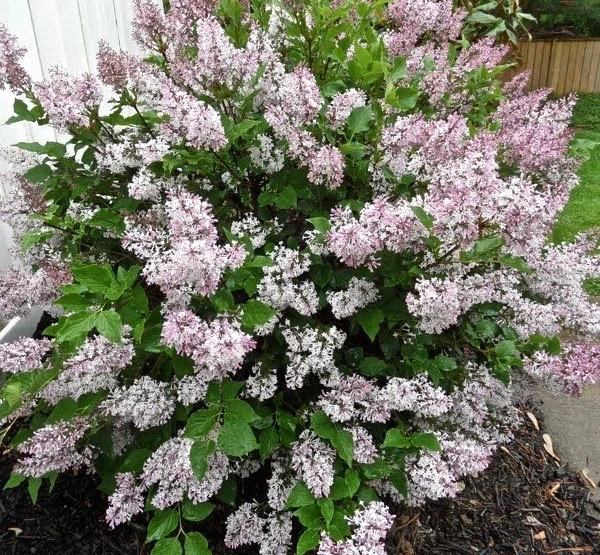 Syringa patula 'Miss Kim' ( Lilak rozpierzchły 'Miss Kim')
