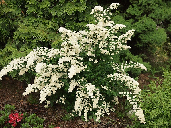Spiraea nipponica 'White Carpet' (Tawuła nippońska 'White Carpet')