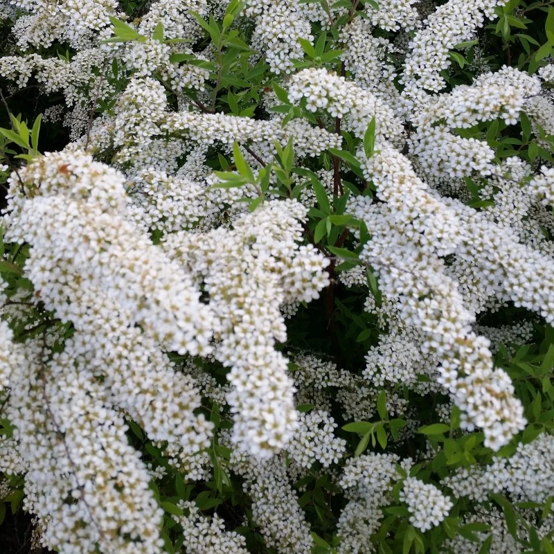 Spiraea nipponica 'White Carpet' (Tawuła nippońska 'White Carpet')