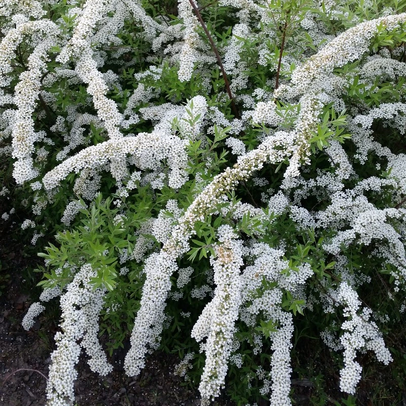 Spiraea nipponica 'White Carpet' (Tawuła nippońska 'White Carpet')