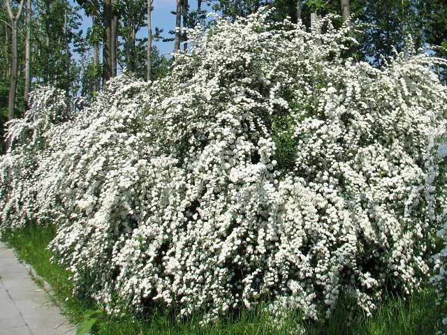 Spiraea nipponica 'White Carpet' (Tawuła nippońska 'White Carpet')
