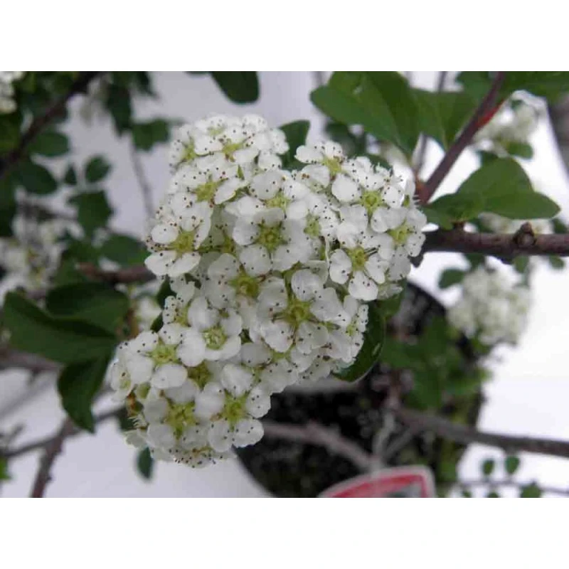 Spiraea nipponica 'White Carpet' (Tawuła nippońska 'White Carpet')