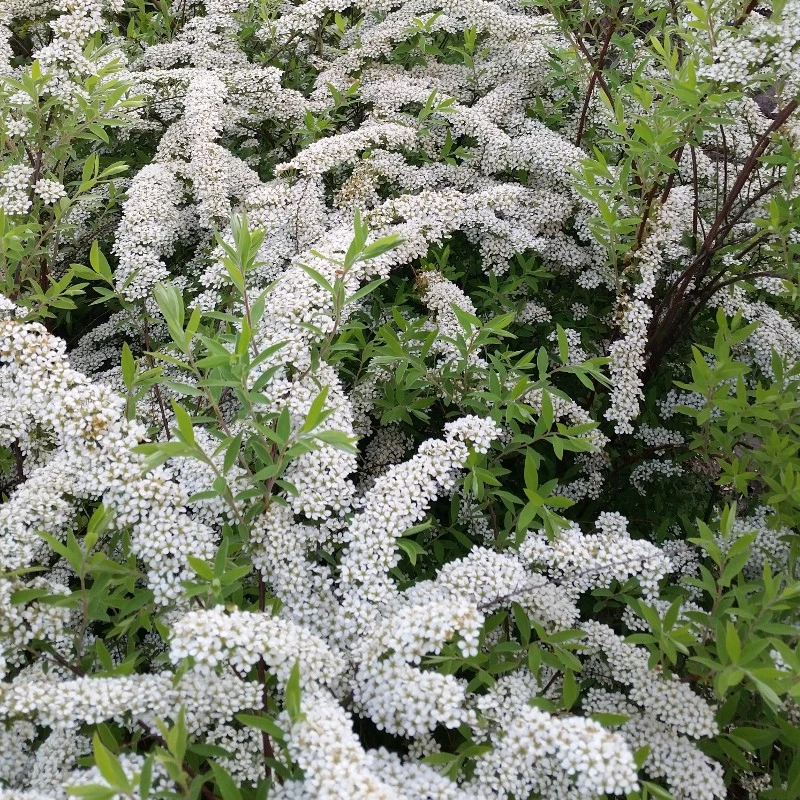 Spiraea nipponica 'White Carpet' (Tawuła nippońska 'White Carpet')