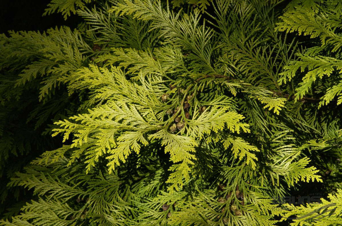 Chamaecyparis lawsoniana 'Ivonne' (Cyprysik Lawsona 'Ivonne')
