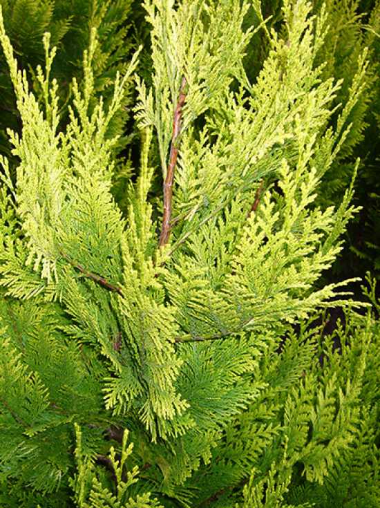 Chamaecyparis lawsoniana 'Ivonne' (Cyprysik Lawsona 'Ivonne')