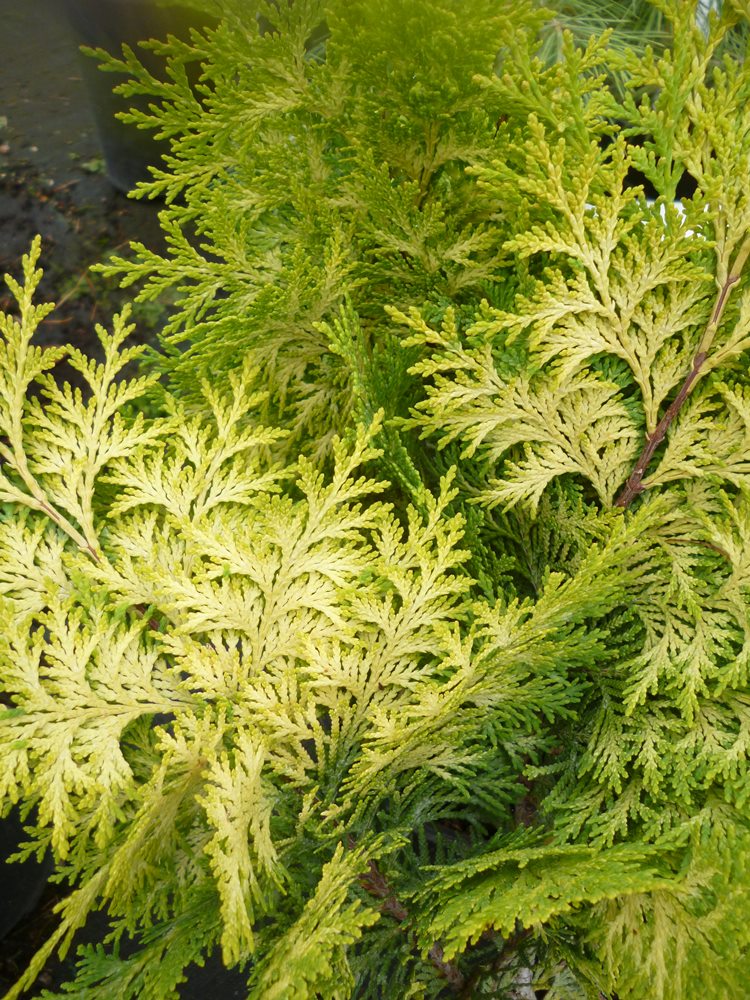 Chamaecyparis lawsoniana 'Ivonne' (Cyprysik Lawsona 'Ivonne')