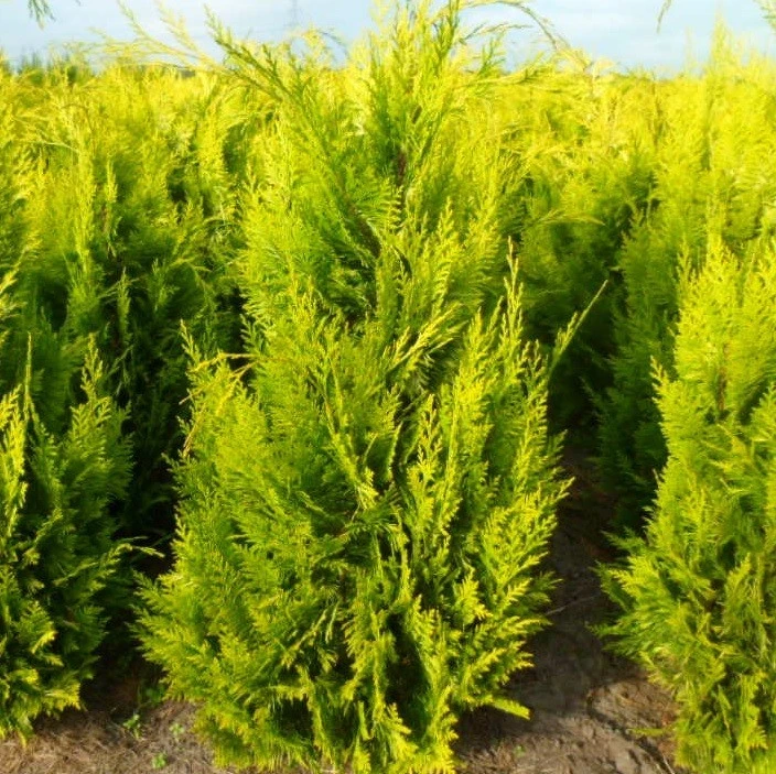 Chamaecyparis lawsoniana 'Ivonne' (Cyprysik Lawsona 'Ivonne')