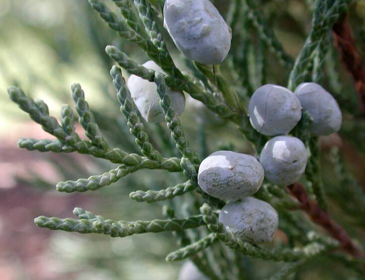 Juniperus scopulorum 'Skyrocket' (Jałowiec skalny 'Skyrocket')