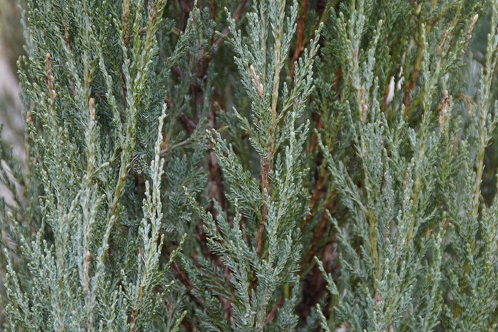 Juniperus scopulorum 'Skyrocket' (Jałowiec skalny 'Skyrocket')