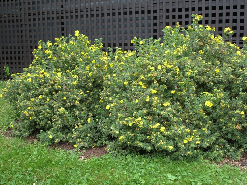 Potentilla fruticosa 'Primose Beauty' (Pięciornik krzewiasty 'Primose Beauty')