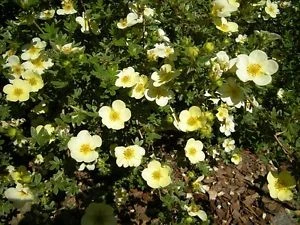 Potentilla fruticosa 'Primose Beauty' (Pięciornik krzewiasty 'Primose Beauty')