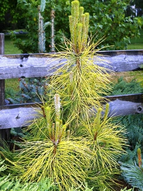 Pinus nigra 'Goldfingers' (Sosna czarna 'Goldfingers')