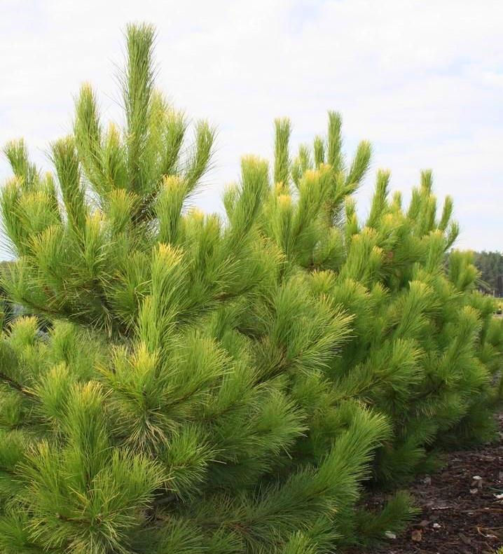 Pinus nigra 'Goldfingers' (Sosna czarna 'Goldfingers')