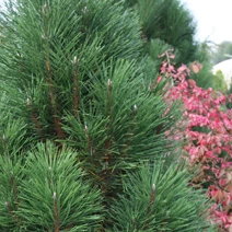 Pinus nigra 'Caprice' (Sosna czarna 'Caprice')
