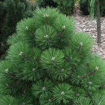 Pinus nigra 'Caprice' (Sosna czarna 'Caprice')