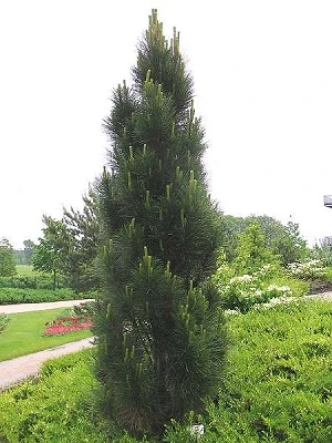 Pinus nigra 'Molette' (Sosna czarna 'Molette')