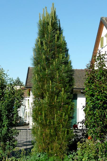 Pinus nigra 'Molette' (Sosna czarna 'Molette')