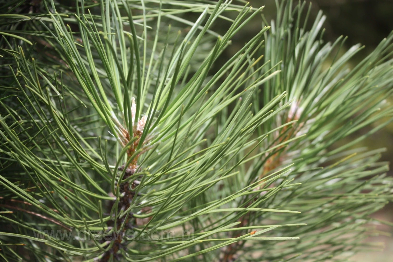 Pinus nigra 'Molette' (Sosna czarna 'Molette')