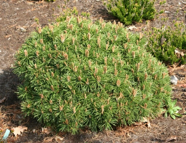 Pinus mugo 'Benjamin' (Sosna górska 'Benjamin')