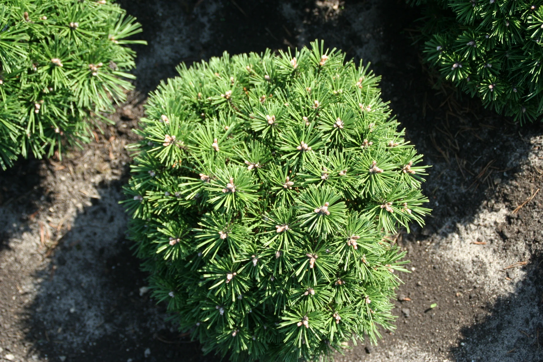 Pinus mugo 'Benjamin' (Sosna górska 'Benjamin')