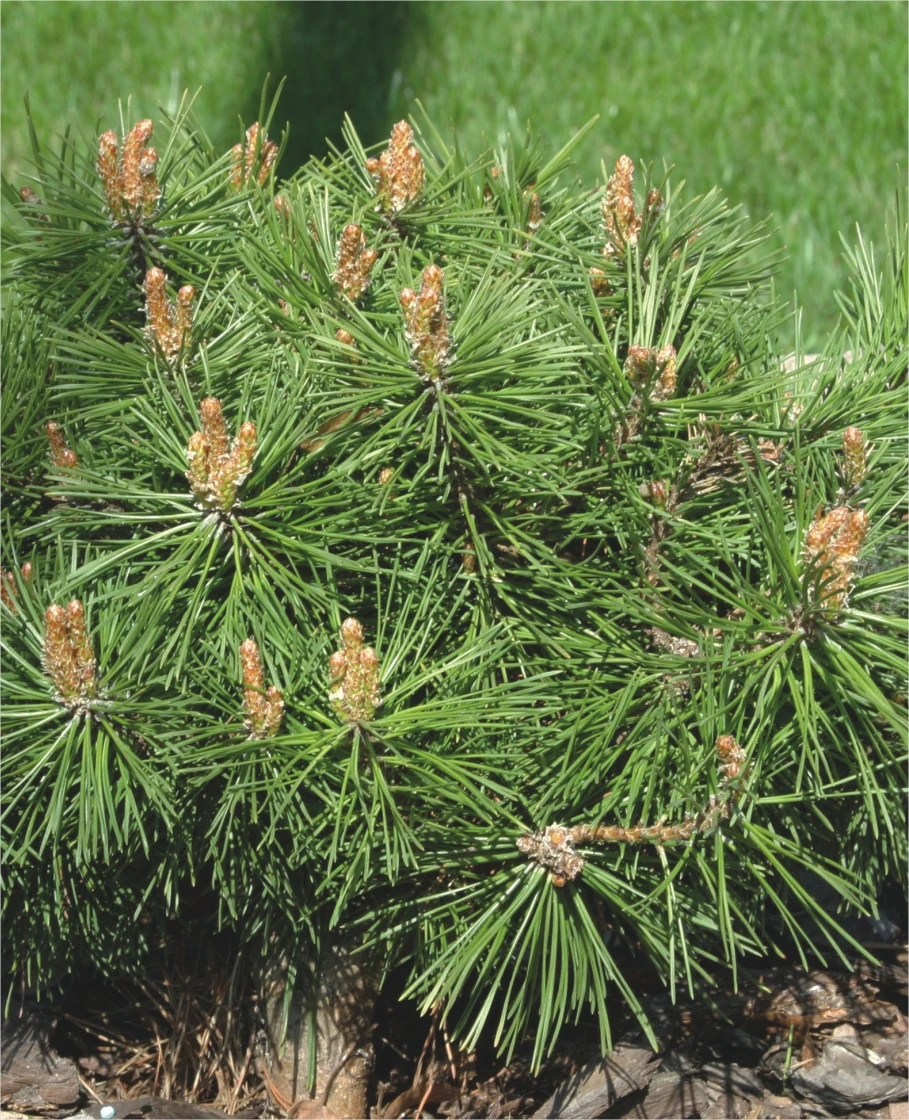 Pinus mugo 'Benjamin' (Sosna górska 'Benjamin')