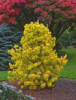 Pinus sylvestris 'Gold Coin' (Sosna pospolita 'Gold Coin')