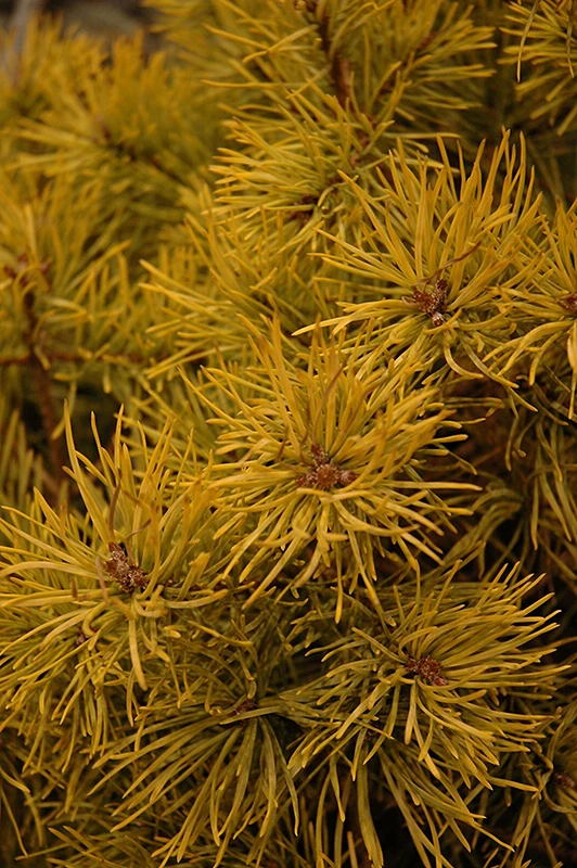 Pinus sylvestris 'Gold Coin' (Sosna pospolita 'Gold Coin')
