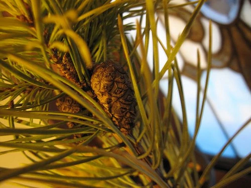 Pinus sylvestris 'Gold Coin' (Sosna pospolita 'Gold Coin')