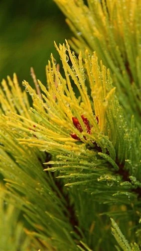 Pinus sylvestris 'Gold Coin' (Sosna pospolita 'Gold Coin')