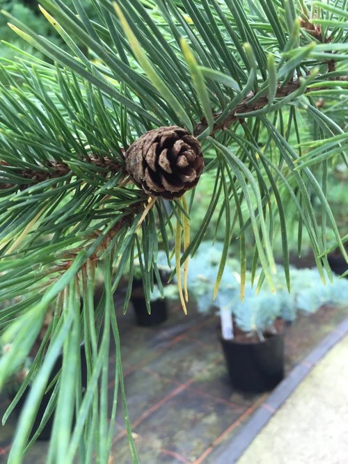 Pinus sylvestris 'Gold Coin' (Sosna pospolita 'Gold Coin')