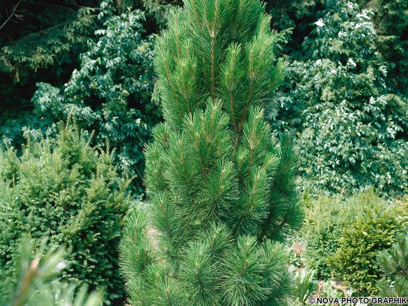 Pinus nigra 'Komet' (Sosna czarna 'Komet')