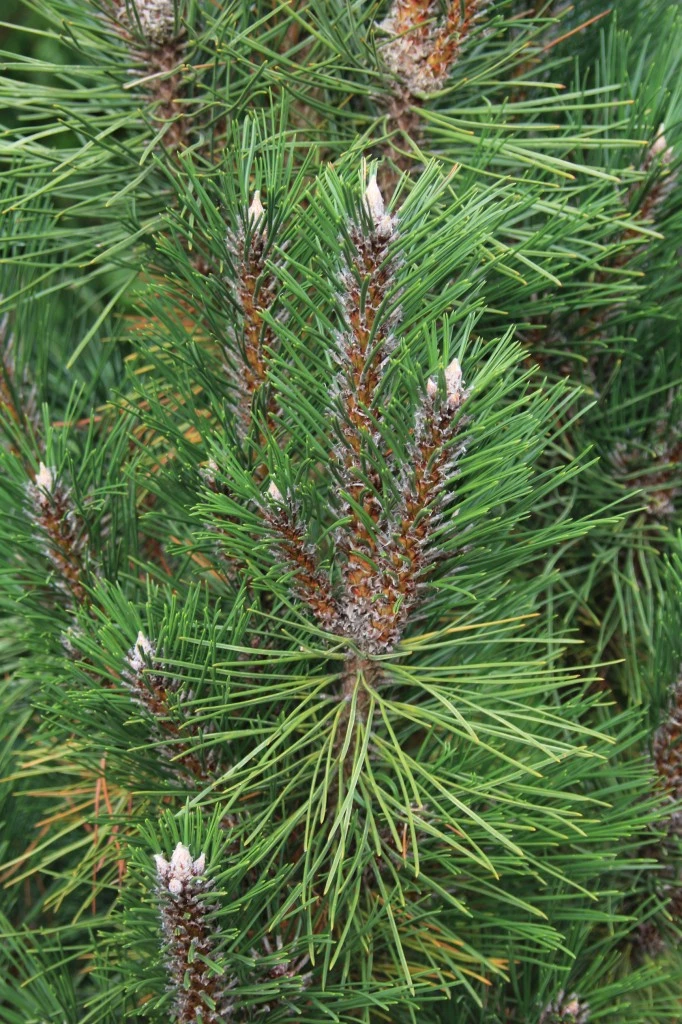 Pinus nigra 'Komet' (Sosna czarna 'Komet')
