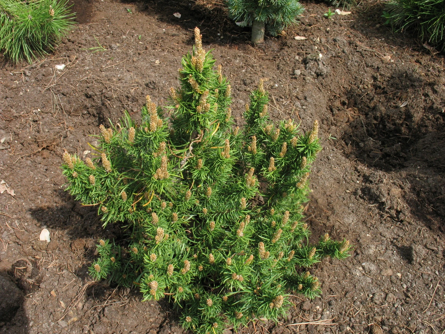 Pinus banksiana 'Banska Štiavnica' (Sosna Banksa 'Banska Štiavnica')