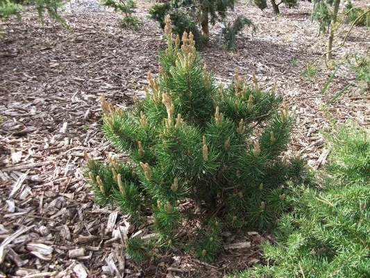 Pinus banksiana 'Banska Štiavnica' (Sosna Banksa 'Banska Štiavnica')