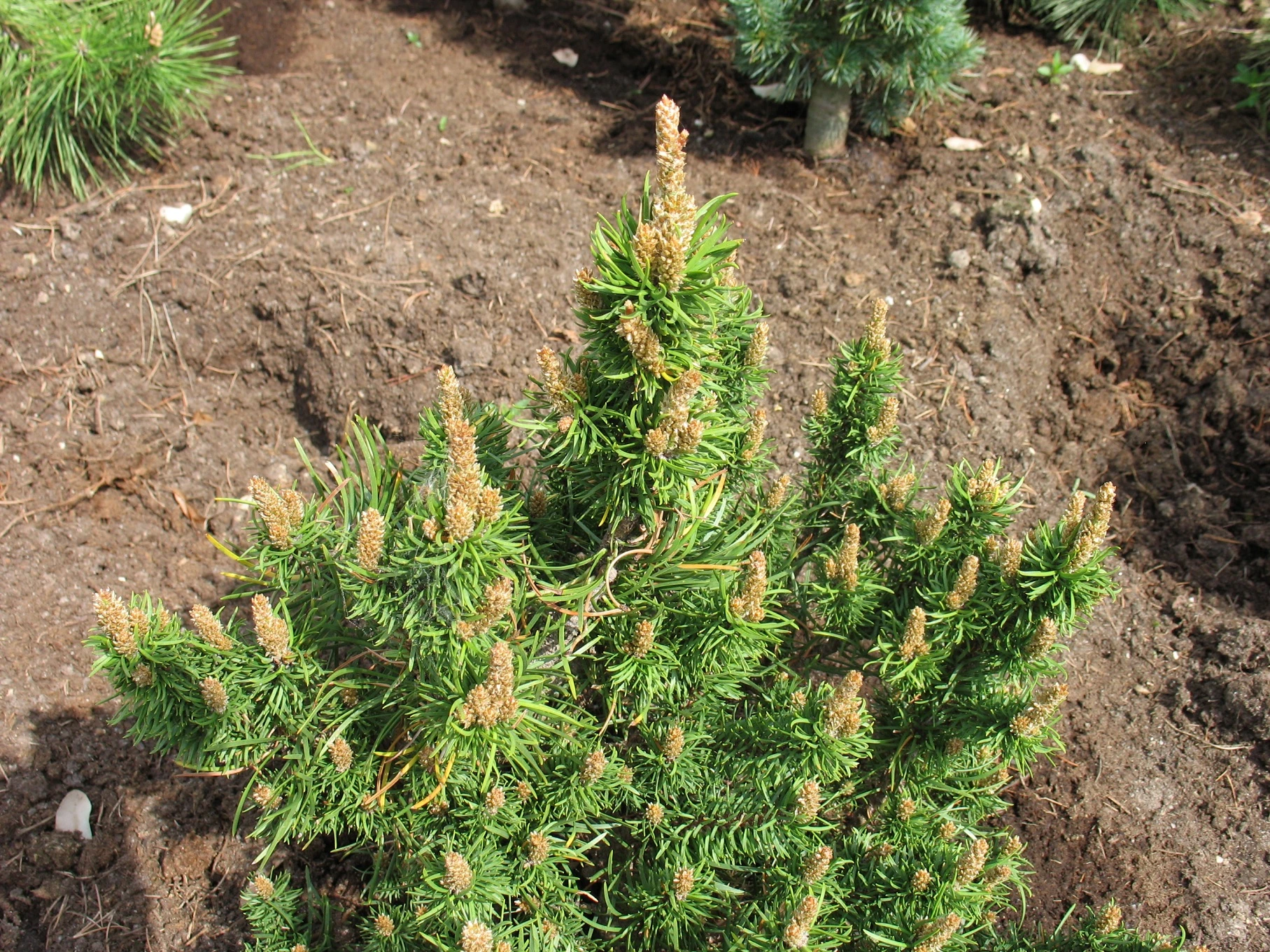 Pinus banksiana 'Banska Štiavnica' (Sosna Banksa 'Banska Štiavnica')