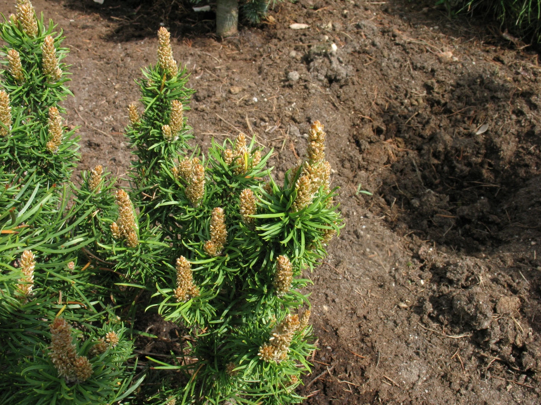 Pinus banksiana 'Banska Štiavnica' (Sosna Banksa 'Banska Štiavnica')