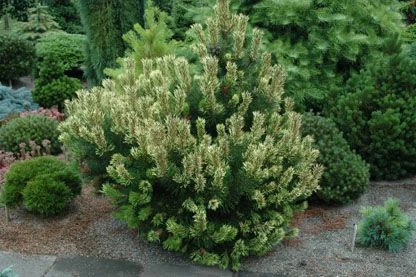 Pinus mugo 'Sunshine' ( Sosna kosodrzewina 'Sunshine')