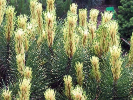 Pinus mugo 'Sunshine' ( Sosna kosodrzewina 'Sunshine')